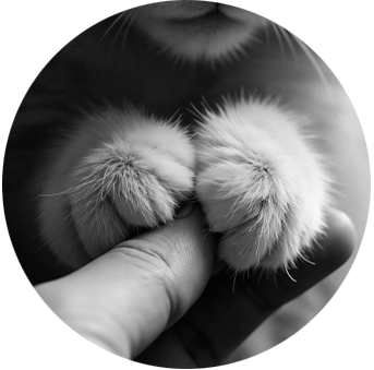 Hypnose pour deuil animal à Lille